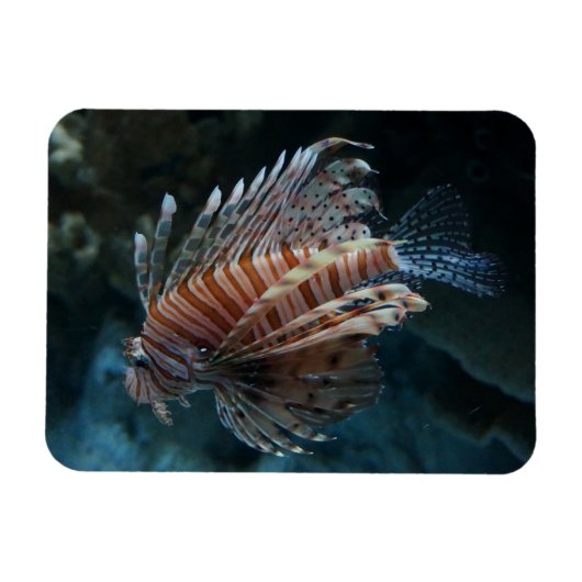 Red Lionfish Photo Magnet Magneet (Horizontaal)