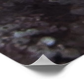 Red Lionfish Poster (Hoek)