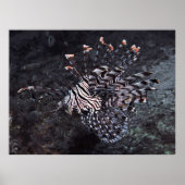 Red Lionfish Poster (Voorkant)