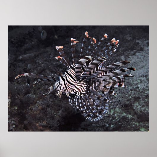Red Lionfish Poster (Voorkant)