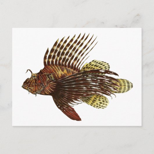 Red Lionfish Print Briefkaart (Voorkant)