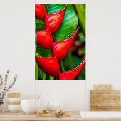 Red Lobster Claw Heliconia, Kauai, Hawaii Poster (Keuken)