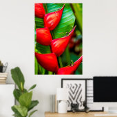 Red Lobster Claw Heliconia, Kauai, Hawaii Poster (Thuiskantoor)