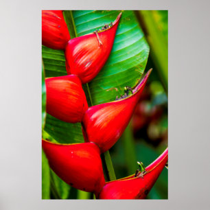 Red Lobster Claw Heliconia, Kauai, Hawaii Poster