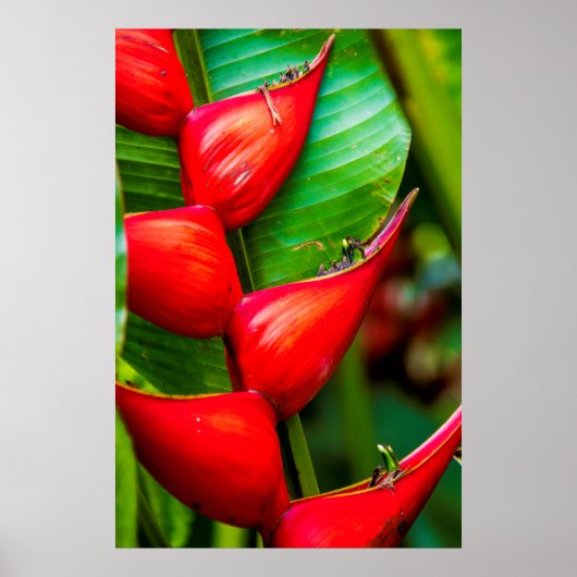 Red Lobster Claw Heliconia, Kauai, Hawaii Poster (Voorkant)