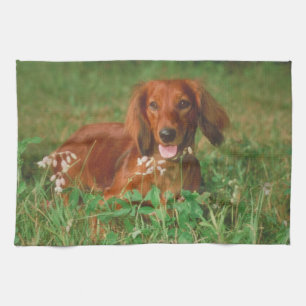 Red Long Haire Dachshund Dog Kitchen Towel Theedoek