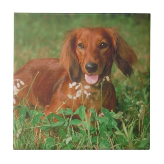 Red Long Haire Dachshund Tile Tegeltje (Voorkant)
