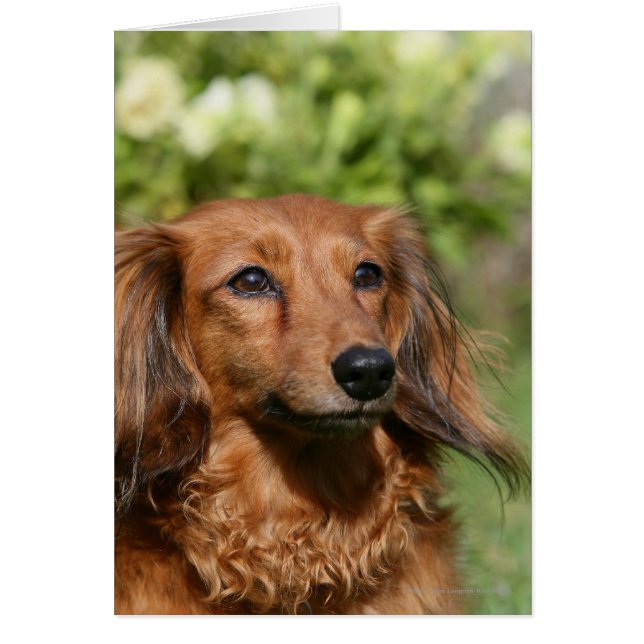 Red Long-haring Miniature Dachshund (Voorkant)
