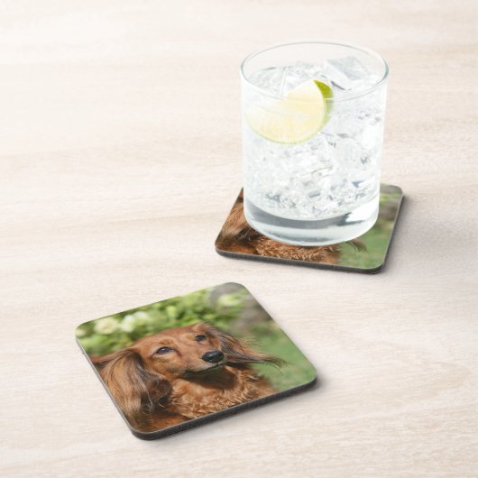 Red Long-haring Miniature Dachshund Bier Onderzetter (Rechterzijde)