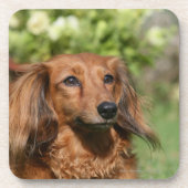 Red Long-haring Miniature Dachshund Bier Onderzetter (Voorkant)