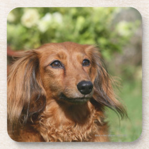 Red Long-haring Miniature Dachshund Bier Onderzetter