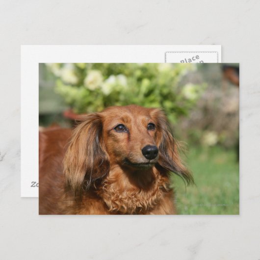 Red Long-haring Miniature Dachshund Briefkaart (Voorkant / Achterkant)