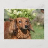 Red Long-haring Miniature Dachshund Briefkaart (Voorkant)
