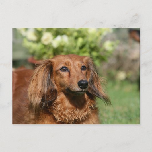 Red Long-haring Miniature Dachshund Briefkaart (Voorkant)