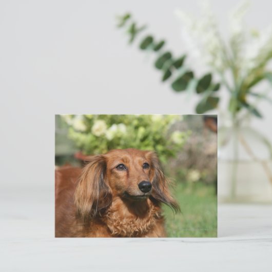 Red Long-haring Miniature Dachshund Briefkaart (Staand voorkant)
