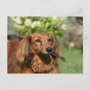 Red Long-haring Miniature Dachshund Briefkaart