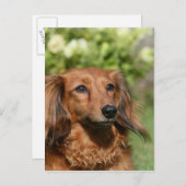 Red Long-haring Miniature Dachshund Briefkaart (Voorkant / Achterkant)