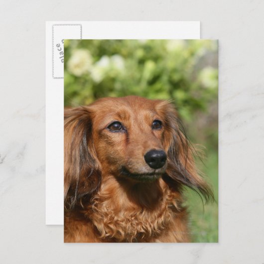 Red Long-haring Miniature Dachshund Briefkaart (Voorkant / Achterkant)