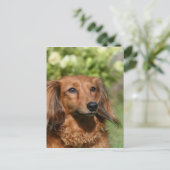 Red Long-haring Miniature Dachshund Briefkaart (Staand voorkant)