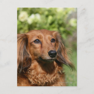 Red Long-haring Miniature Dachshund Briefkaart