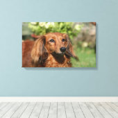 Red Long-haring Miniature Dachshund Canvas Afdruk (Insitu (Houten vloer))