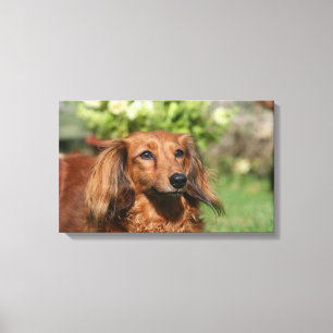 Red Long-haring Miniature Dachshund Canvas Afdruk