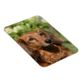 Red Long-haring Miniature Dachshund Magneet (Rechterzijde)