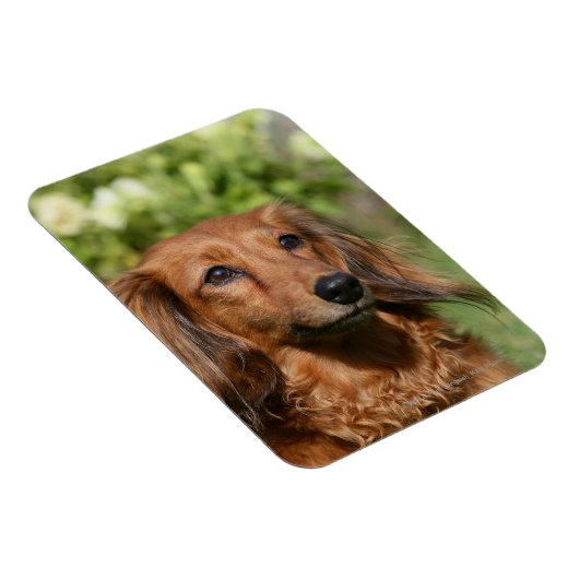 Red Long-haring Miniature Dachshund Magneet (Rechterzijde)