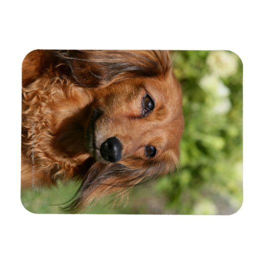 Red Long-haring Miniature Dachshund Magneet (Horizontaal)