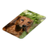 Red Long-haring Miniature Dachshund Magneet (Linkerzijde)