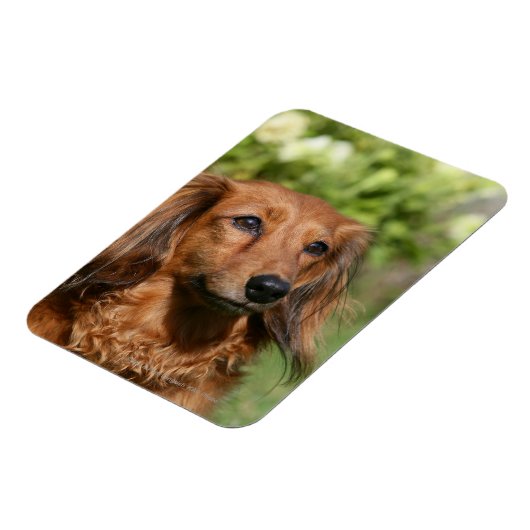 Red Long-haring Miniature Dachshund Magneet (Linkerzijde)