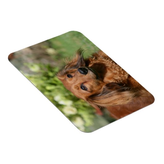 Red Long-haring Miniature Dachshund Magneet (Rechterzijde)