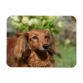 Red Long-haring Miniature Dachshund Magneet (Horizontaal)