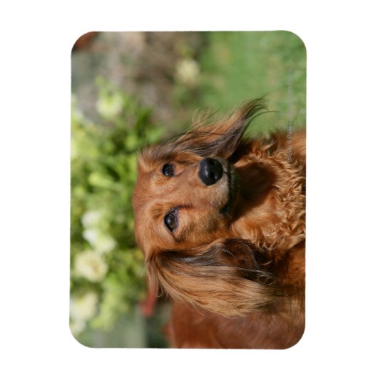 Red Long-haring Miniature Dachshund Magneet (Verticaal)