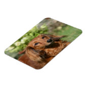 Red Long-haring Miniature Dachshund Magneet (Linkerzijde)