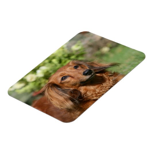 Red Long-haring Miniature Dachshund Magneet (Linkerzijde)