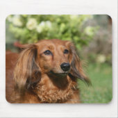 Red Long-haring Miniature Dachshund Muismat (Voorkant)
