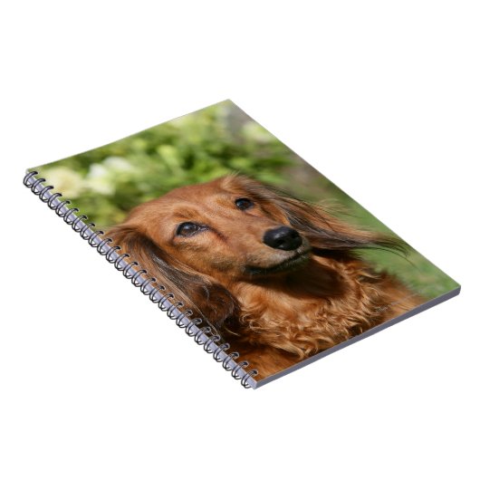 Red Long-haring Miniature Dachshund Notitieboek (Rechterzijde)