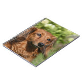 Red Long-haring Miniature Dachshund Notitieboek (Linkerzijde)