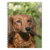 Red Long-haring Miniature Dachshund Notitieboek (Voorkant)