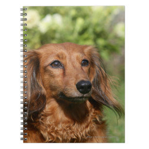 Red Long-haring Miniature Dachshund Notitieboek