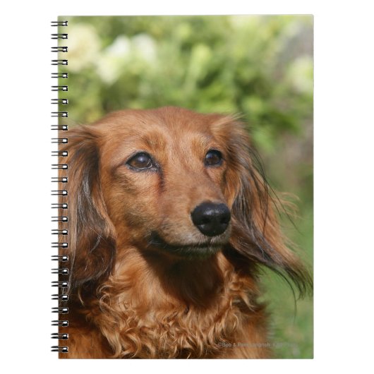 Red Long-haring Miniature Dachshund Notitieboek (Voorkant)