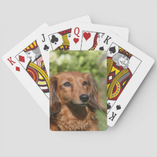 Red Long-haring Miniature Dachshund Pokerkaarten