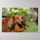 Red Long-haring Miniature Dachshund Poster (Voorkant)
