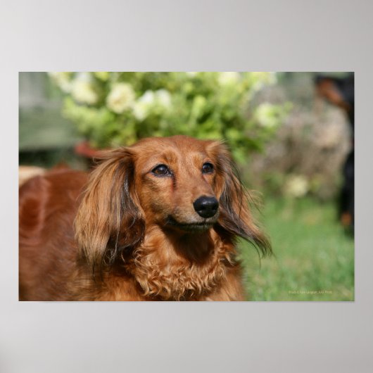Red Long-haring Miniature Dachshund Poster (Voorkant)