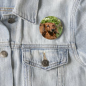 Red Long-haring Miniature Dachshund Ronde Button 5,7 Cm (In situ)