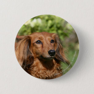 Red Long-haring Miniature Dachshund Ronde Button 5,7 Cm