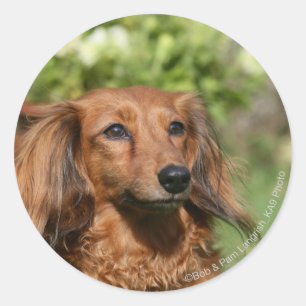 Red Long-haring Miniature Dachshund Ronde Sticker