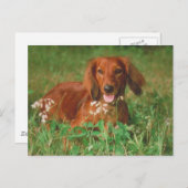 Red Long Hazard Dachshund Briefkaart (Voorkant / Achterkant)