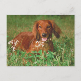 Red Long Hazard Dachshund Briefkaart